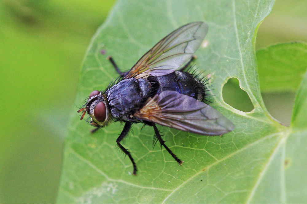 Nemorea pellucida femmina (Tachinidae)